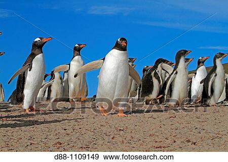 Gentoo Penguin(Pygoscelis papua papua). Sealion Island, Falkland Islands View Large Photo Image Stock Photo - Gentoo Penguin(Pygoscelis papua papua). Sealion Island, Falkland Islands. Fotosearch