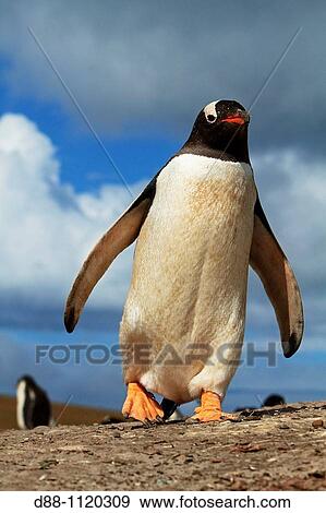 Gentoo Penguin(Pygoscelis papua papua), Saunders Island, Falkland Islands, UK View Large Photo Image Stock Photo - Gentoo Penguin(Pygoscelis papua papua), Saunders Island, Falkland Islands, UK. Fotosearch