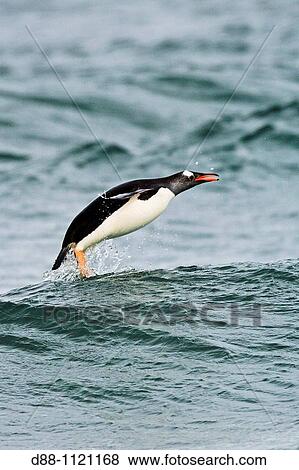 Gentoo Penguin(Pygoscelis papua papua), Saunders Island, Falkland Islands, UK View Large Photo Image Stock Photo - Gentoo Penguin(Pygoscelis papua papua), Saunders Island, Falkland Islands, UK. Fotosearch