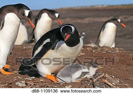 Gentoo Penguin(Pygoscelis papua papua). Sealion Island, Falkland Islands View Large Photo Image Stock Photograph - Gentoo Penguin(Pygoscelis papua papua). Sealion Island, Falkland Islands. Fotosearch