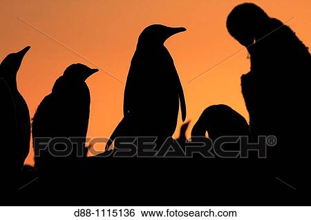 Gentoo Penguin(Pygoscelis papua papua). Sealion Island, Falkland Islands View Large Photo Image Stock Photograph - Gentoo Penguin(Pygoscelis papua papua). Sealion Island, Falkland Islands. Fotosearch