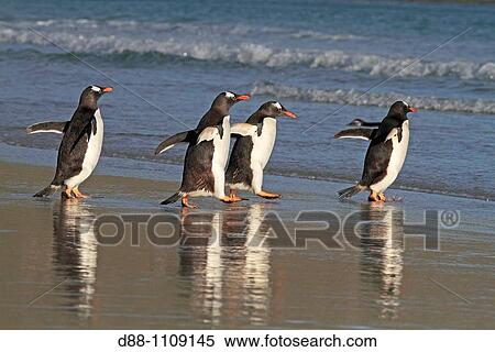 Stock Photography - Gentoo Penguin(Pygoscelis papua papua). Sealion Island, Falkland Islands. Fotosearch