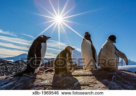 Gentoo penguins (Pygoscelis papua) at Jougla Point, Wiencke Island, Antarctica, Southern Ocean. View Large Photo Image Stock Photograph - Gentoo penguins (Pygoscelis papua) at Jougla Point, Wiencke Island, Antarctica, Southern Ocean.. Fotosearch