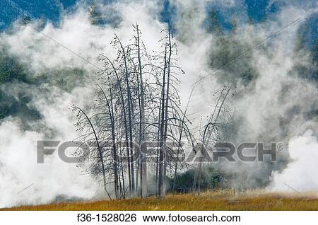 Geothermal steam behind trees, Upper Geyser Basin, Yellowstone National Park, Wyoming View Large Photo Image Stock Photograph - Geothermal steam behind trees, Upper Geyser Basin, Yellowstone National Park, Wyoming. Fotosearch