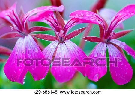 Stock Photo - Geranium flowers in garden with raindrops. Ontario. Fotosearch