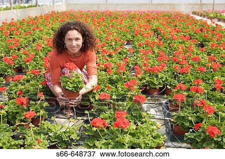 Geranium flowers, plant production company in San Juan, Mallorca. Balearic Islands. Spain. View Large Photo Image Stock Photo - Geranium flowers, plant production company in San Juan, Mallorca. Balearic Islands. Spain.. Fotosearch
