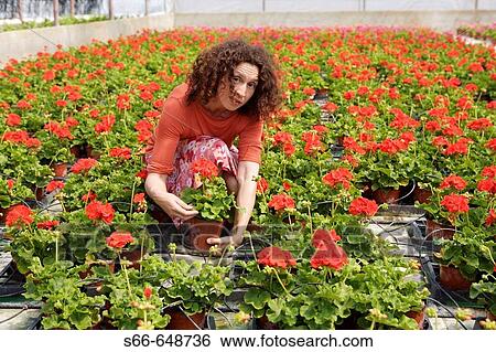 Geranium flowers, plant production company in San Juan, Mallorca. Balearic Islands. Spain. View Large Photo Image Stock Photograph - Geranium flowers, plant production company in San Juan, Mallorca. Balearic Islands. Spain.. Fotosearch