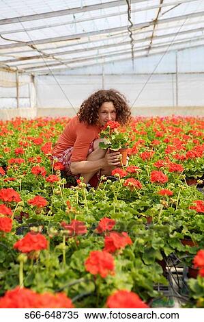 Geranium flowers, plant production company in San Juan, Mallorca. Balearic Islands. Spain. View Large Photo Image Stock Photography - Geranium flowers, plant production company in San Juan, Mallorca. Balearic Islands. Spain.. Fotosearch