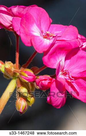 Stock Photo - Geranium in Cadalso de los Vidrios Madrid Spain. Fotosearch