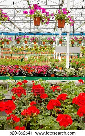 Geraniums and surfinias in garden centre View Large Photo Image Stock Image - Geraniums and surfinias in garden centre. Fotosearch