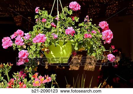 Geraniums View Large Photo Image Stock Image - Geraniums. Fotosearch