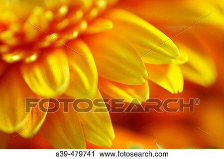 Gerbera Daisy View Large Photo Image Stock Image - Gerbera Daisy. Fotosearch