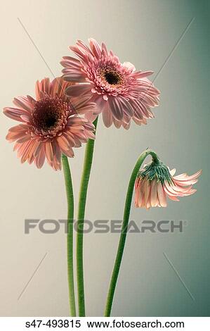Gerbera jamesonii, Gerbera, Transvaal Daisy. January 2005. Maryland, USA. View Large Photo Image Stock Photography - Gerbera jamesonii, Gerbera, Transvaal Daisy. January 2005. Maryland, USA.. Fotosearch