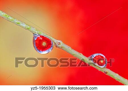 Stock Image - Gerbera reflected in a drop.. Fotosearch