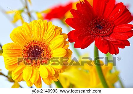 Stock Image - Gerberas.. Fotosearch