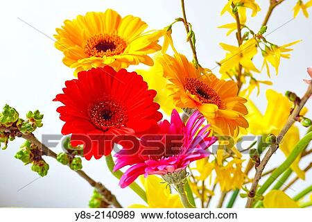 Gerberas. View Large Photo Image Stock Photo - Gerberas.. Fotosearch