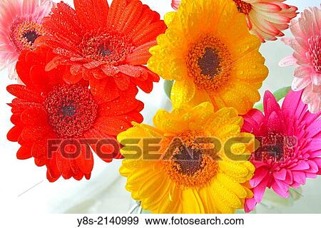 Gerberas. View Large Photo Image Stock Photo - Gerberas.. Fotosearch