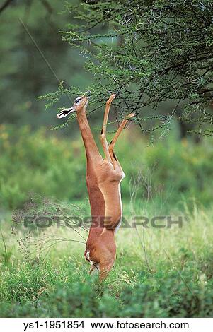 Gerenuk or Waller's Gazelle, litocranius walleri, Female standing on Hind Legs, Eating Acacias's Leaves, Samburu Park in Kenya. View Large Photo Image Picture - Gerenuk or Waller's Gazelle, litocranius walleri, Female standing on Hind Legs, Eating Acacias's Leaves, Samburu Park in Kenya.. Fotosearch