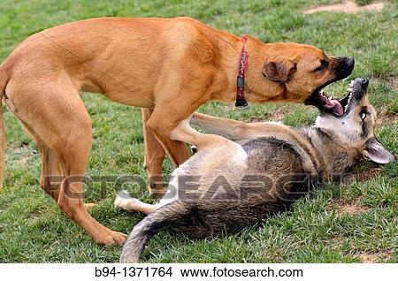 German Shepherd and Rhodesian Ridgeback dogs playing on the grass. Pla? a de Lesseps, Barcelona, Catalonia, Spain View Large Photo Image Picture - German Shepherd and Rhodesian Ridgeback dogs playing on the grass. Pla? a de Lesseps, Barcelona, Catalonia, Spain. Fotosearch
