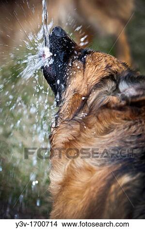 German Shepherd Dog drinking from a water spigot. View Large Photo Image Picture - German Shepherd Dog drinking from a water spigot.. Fotosearch