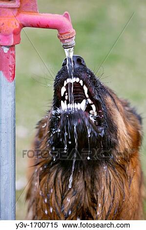 German Shepherd Dog drinking from a water spigot. View Large Photo Image Stock Photography - German Shepherd Dog drinking from a water spigot.. Fotosearch