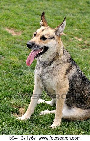 German Shepherd Dog (GSD, also known as an Alsatian), is a breed of large-sized dog, originated in Germany in 1899. Lesseps square. Barcelona, Catalonia, Spain. View Large Photo Image Stock Photo - German Shepherd Dog (GSD, also known as an Alsatian), is a breed of large-sized dog, originated in Germany in 1899. Lesseps square. Barcelona, Catalonia, Spain.. Fotosearch