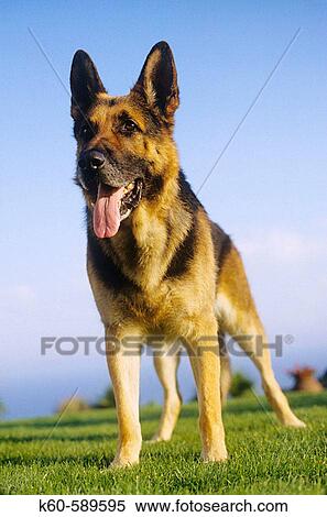 German Shepherd dog View Large Photo Image Stock Photography - German Shepherd dog. Fotosearch