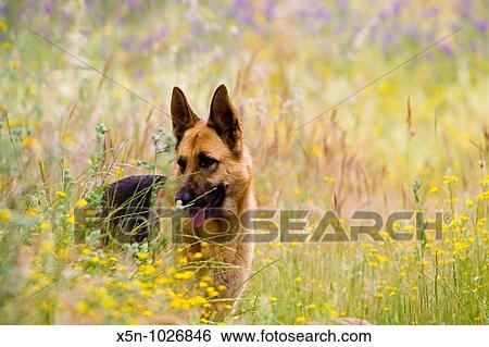 German Shepherd, Evora, Portugal View Large Photo Image Stock Photograph - German Shepherd, Evora, Portugal. Fotosearch