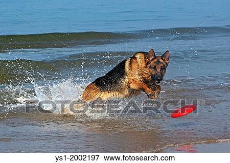 German Shepherd, Male catching frisbee, beach in Normandy. View Large Photo Image Stock Photo - German Shepherd, Male catching frisbee, beach in Normandy.. Fotosearch
