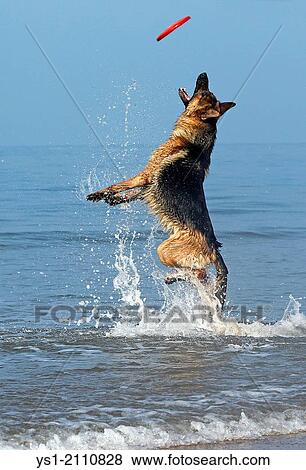 Stock Photo - German Shepherd, Male catching frisbee, beach in Normandy.. Fotosearch