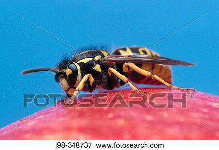 German Wasp (Vespula germanica). Bavaria, Germany View Large Photo Image Stock Photo - German Wasp (Vespula germanica). Bavaria, Germany. Fotosearch