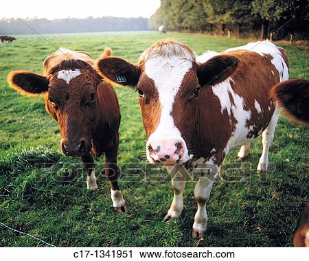 Germany, agriculture, animals, stock farming, cattle breeding, two braun white cows on the pasture View Large Photo Image Stock Image - Germany, agriculture, animals, stock farming, cattle breeding, two braun white cows on the pasture. Fotosearch