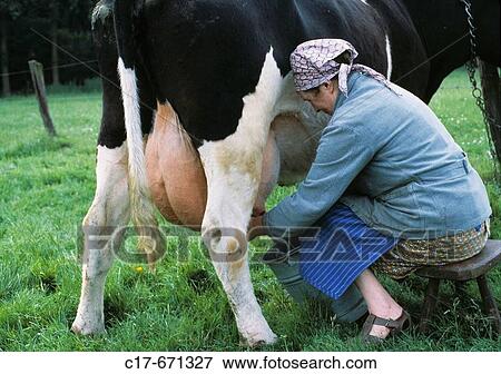 Stock Photo - Germany, North Rhine-Westphalia, Muensterland, agriculture, stock farming, cattle breeding, farm working, woman farmer, milker milking a bull. Fotosearch