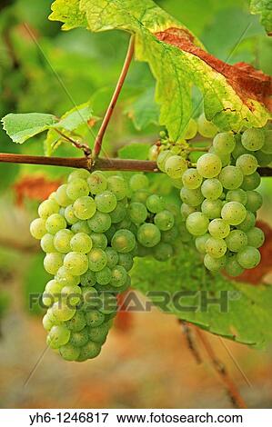 Germany, Rheinland-Pfalz, Bernkastel-Kues, white wine grapes View Large Photo Image Stock Photo - Germany, Rheinland-Pfalz, Bernkastel-Kues, white wine grapes. Fotosearch