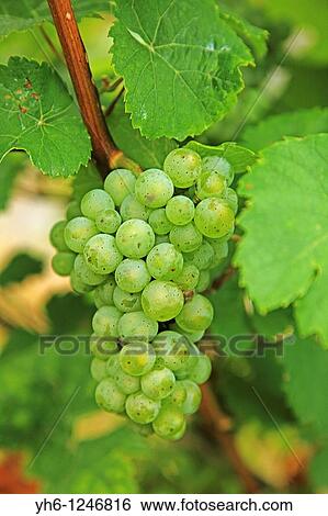 Stock Photograph - Germany, Rheinland-Pfalz, Bernkastel-Kues, white wine grapes. Fotosearch