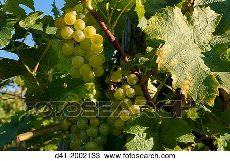 Stock Image - Germany, Rhineland-Palatinate, Mosel valley Piesport.. Fotosearch