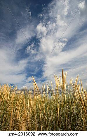 GERMANY, SCHLESWIG HOLSTEIN, NORTH SEA, NORTH FRISIAN ISLANDS, SYLT ISLAND, WESTSTRAND NEAR LIST, DUNE LANDSCAPE WITH DRAMATIC CLOUDS. View Large Photo Image Stock Image - GERMANY, SCHLESWIG HOLSTEIN, NORTH SEA, NORTH FRISIAN ISLANDS, SYLT ISLAND, WESTSTRAND NEAR LIST, DUNE LANDSCAPE WITH DRAMATIC CLOUDS.. Fotosearch