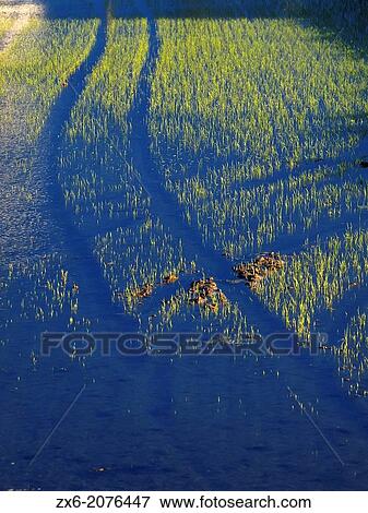 Stock Photo - Germinating ricefields. Ebro River Delta Natural Park, Tarragona province, Catalonia, Spain.. Fotosearch