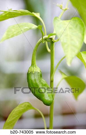 Gernika pepper, Basque Country, Spain View Large Photo Image Stock Photography - Gernika pepper, Basque Country, Spain. Fotosearch