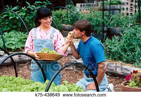 Stock Photo - Getting a bite of lettuce in the garden. Fotosearch