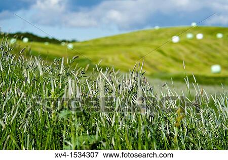 Geysir area landscape Iceland View Large Photo Image Stock Photo - Geysir area landscape Iceland. Fotosearch