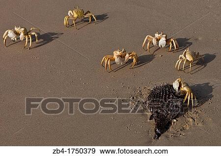 Ghost crabs, Ditwah lagoon near Qalansiyah, Socotra island, listed as World Heritage by UNESCO, Yemen, Arabia, West Asia eating a dead fish, Ditwah lagoon near Qalansiyah, Socotra island, listed as World Heritage by UNESCO, Yemen, Arabia, West Asia. View Large Photo Image Stock Photo - Ghost crabs, Ditwah lagoon near Qalansiyah, Socotra island, listed as World Heritage by UNESCO, Yemen, Arabia, West Asia eating a dead fish, Ditwah lagoon near Qalansiyah, Socotra island, listed as World Heritage by UNESCO, Yemen, Arabia, West Asia.. Fotosearch