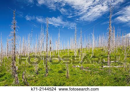 Ghost trees, evidence of past forest fire damage in the hills east of Glacier National Park, Montana, USA. View Large Photo Image Picture - Ghost trees, evidence of past forest fire damage in the hills east of Glacier National Park, Montana, USA.. Fotosearch