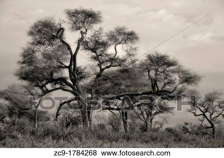 Stock Photo - Giant acacias, Senegal. Fotosearch