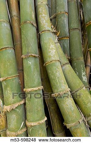 giant bamboo (dendrocalamus giganteus munro). bogor botanical garden. bogor city. west java. indonesia. asia. View Large Photo Image Stock Photo - giant bamboo (dendrocalamus giganteus munro). bogor botanical garden. bogor city. west java. indonesia. asia.. Fotosearch