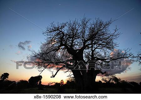 Giant Baobab tree Adansonia digitata, Selous Game Reserve, Tanzania View Large Photo Image Stock Photo - Giant Baobab tree Adansonia digitata, Selous Game Reserve, Tanzania. Fotosearch
