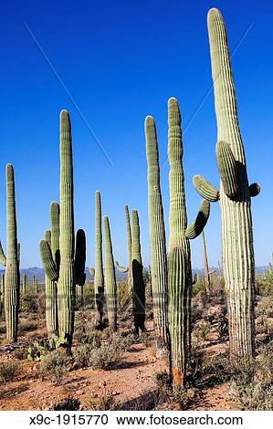 Giant Cacti in Saguaro N P, Arizona, USA View Large Photo Image Stock Image - Giant Cacti in Saguaro N P, Arizona, USA. Fotosearch