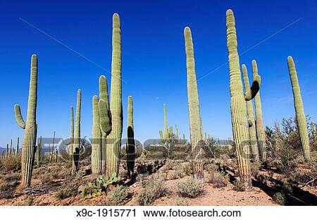 Giant Cacti in Saguaro N P, Arizona, USA View Large Photo Image Stock Image - Giant Cacti in Saguaro N P, Arizona, USA. Fotosearch