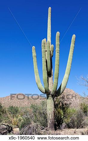 Giant Cactus in Saguaro N. P., Arizona, USA. View Large Photo Image Stock Image - Giant Cactus in Saguaro N. P., Arizona, USA.. Fotosearch