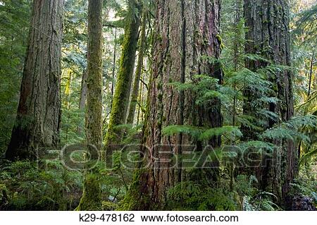 Giant cedars and Douglas fir trees, old-growth forest. Cathedral Grove, MacMillan PP, BC, Canada View Large Photo Image Stock Image - Giant cedars and Douglas fir trees, old-growth forest. Cathedral Grove, MacMillan PP, BC, Canada. Fotosearch